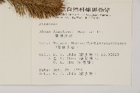 臺灣冷杉藏品圖，第2張