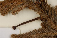 臺灣冷杉藏品圖，第3張