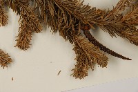 臺灣冷杉藏品圖，第4張