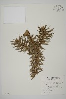 杉木藏品圖，第1張