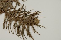 杉木藏品圖，第3張