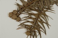 杉木藏品圖，第4張