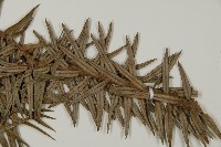 杉木藏品圖，第5張