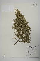 龍柏藏品圖，第1張