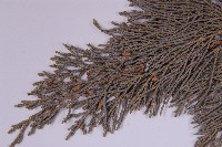 龍柏藏品圖，第3張