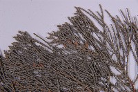龍柏藏品圖，第5張