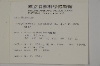 柳杉藏品圖，第2張