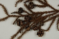 柳杉藏品圖，第4張