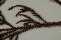 柳杉藏品圖，第5張