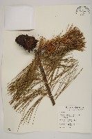 臺灣華山松藏品圖，第1張