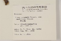 臺灣華山松藏品圖，第2張