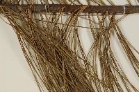 臺灣華山松藏品圖，第4張