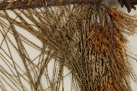 臺灣華山松藏品圖，第5張