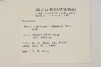 臺灣冷杉藏品圖，第2張