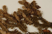 臺灣冷杉藏品圖，第4張