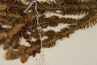 臺灣冷杉藏品圖，第5張