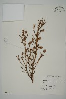 臺灣鐵杉藏品圖，第1張