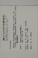 臺灣鐵杉藏品圖，第2張