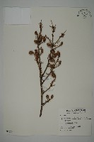 臺灣鐵杉藏品圖，第1張