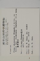 臺灣鐵杉藏品圖，第2張