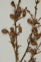 臺灣鐵杉藏品圖，第3張