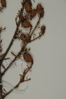 臺灣鐵杉藏品圖，第4張