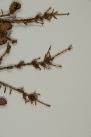 臺灣鐵杉藏品圖，第5張