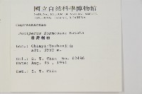 刺柏藏品圖，第2張