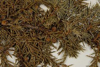 刺柏藏品圖，第3張