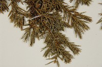 刺柏藏品圖，第4張