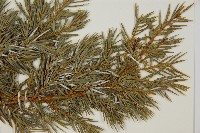 刺柏藏品圖，第5張