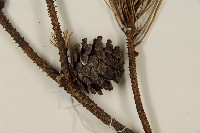 臺灣二葉松藏品圖，第3張