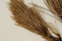 臺灣二葉松藏品圖，第4張