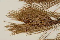 臺灣二葉松藏品圖，第5張