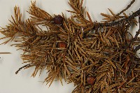 刺柏藏品圖，第3張