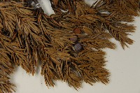 刺柏藏品圖，第4張