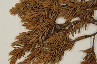 刺柏藏品圖，第5張