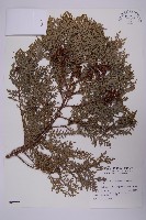 紅檜藏品圖，第1張