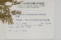 紅檜藏品圖，第2張