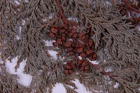 紅檜藏品圖，第3張