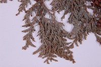 紅檜藏品圖，第4張