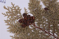 臺灣扁柏藏品圖，第3張