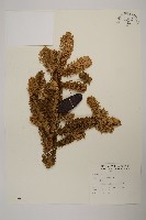 臺灣冷杉藏品圖，第1張