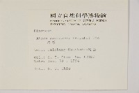 臺灣冷杉藏品圖，第2張