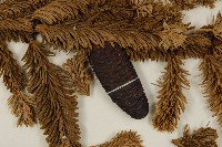 臺灣冷杉藏品圖，第3張