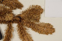 臺灣冷杉藏品圖，第4張