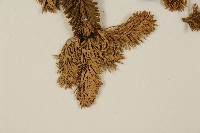 臺灣冷杉藏品圖，第5張