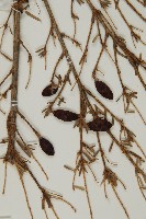 臺灣鐵杉藏品圖，第3張