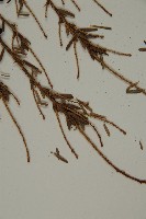 臺灣鐵杉藏品圖，第4張