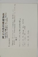 臺灣鐵杉藏品圖，第2張